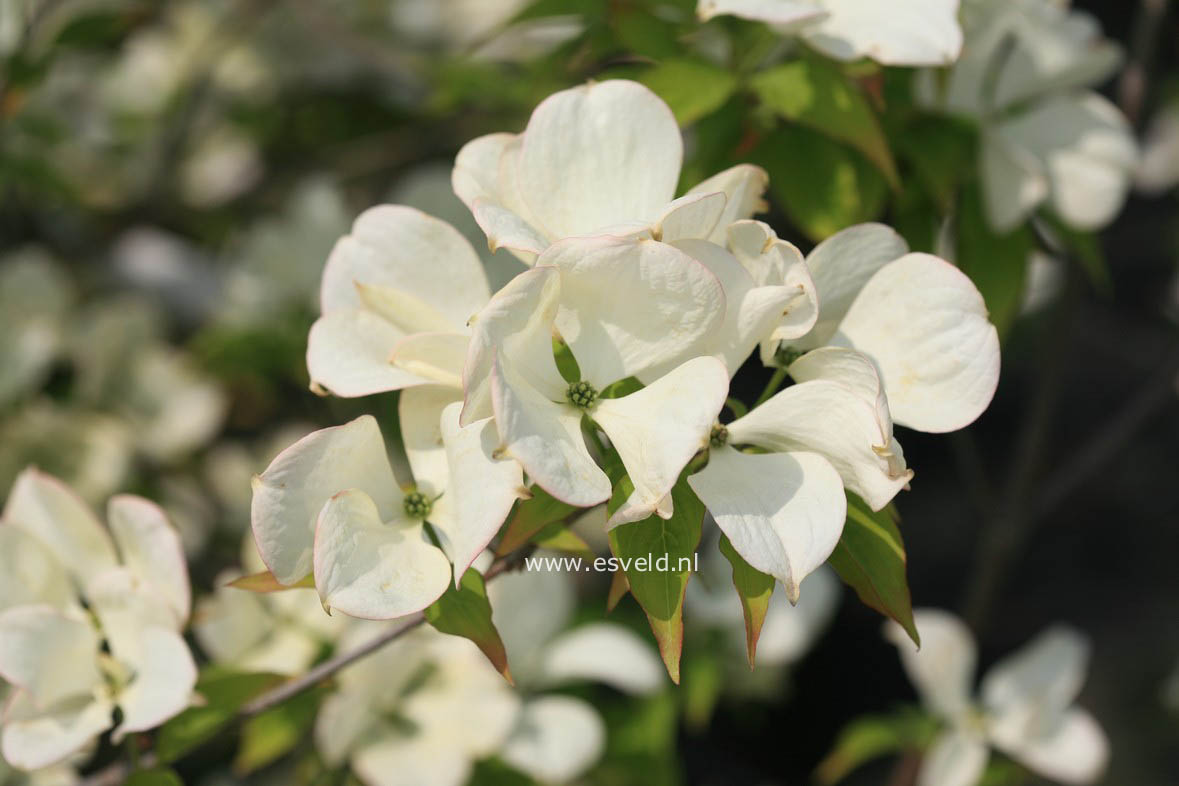 Cornus 'Rutlan' (RUTH ELLEN)