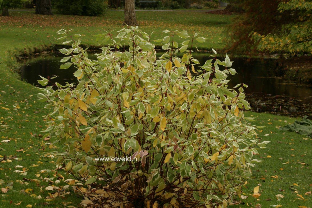 Cornus alba 'Baihalo' (IVORY HALO)