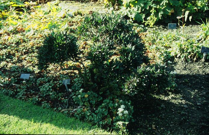 Cornus alba 'Hessei'