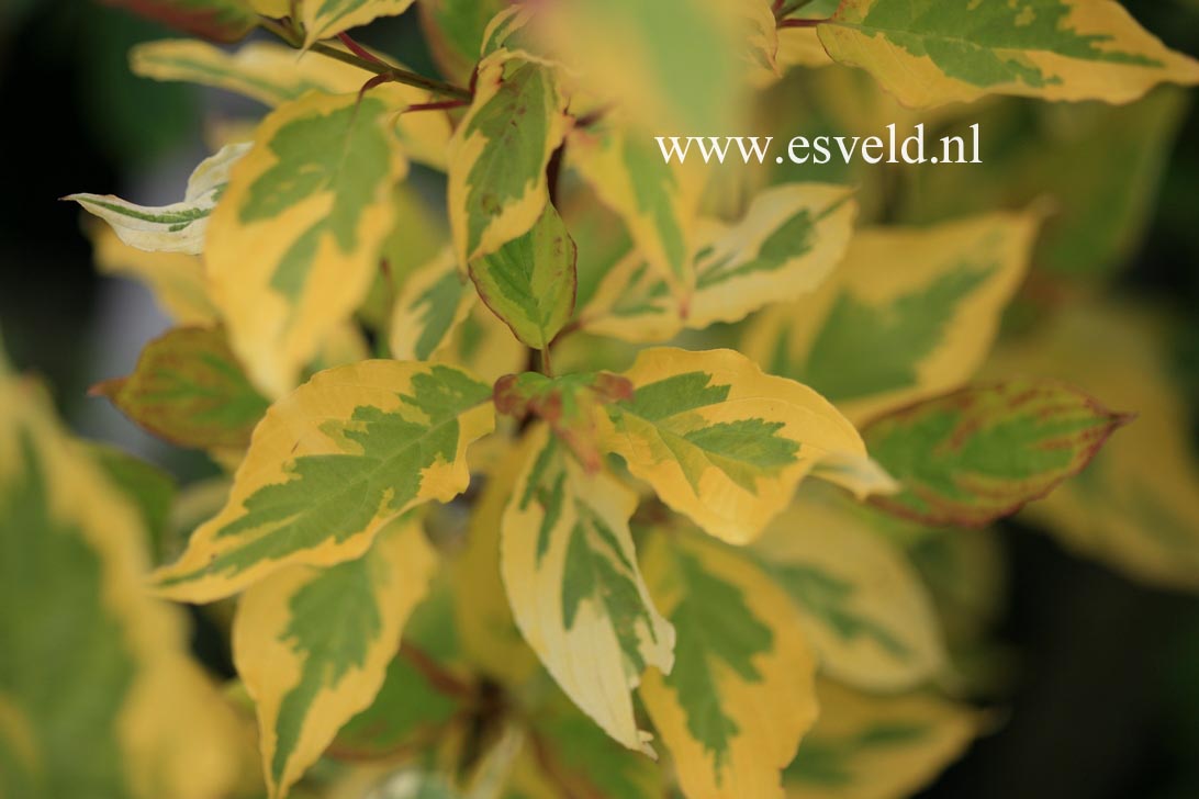 Cornus alba 'Rosenthalii'