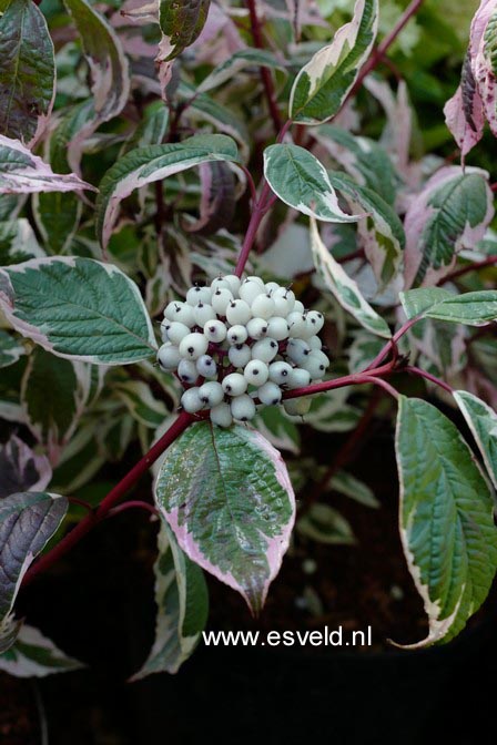 Cornus alba 'Siberian Pearls'