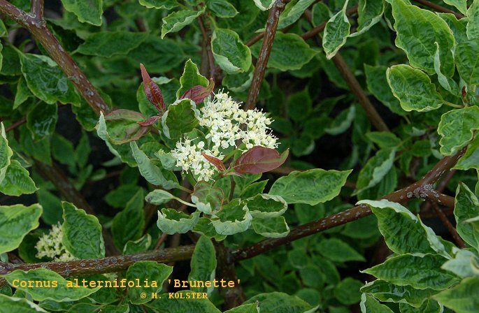 Cornus alternifolia 'Brunette' (79218)
