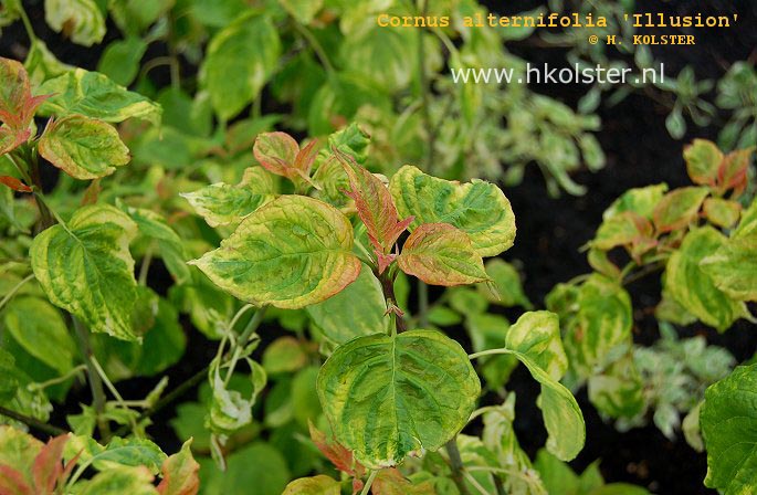 Cornus alternifolia 'Illusion' Cornus alternifolia 'Illusion'