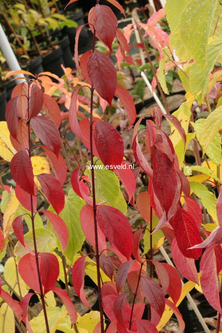 Cornus amomum