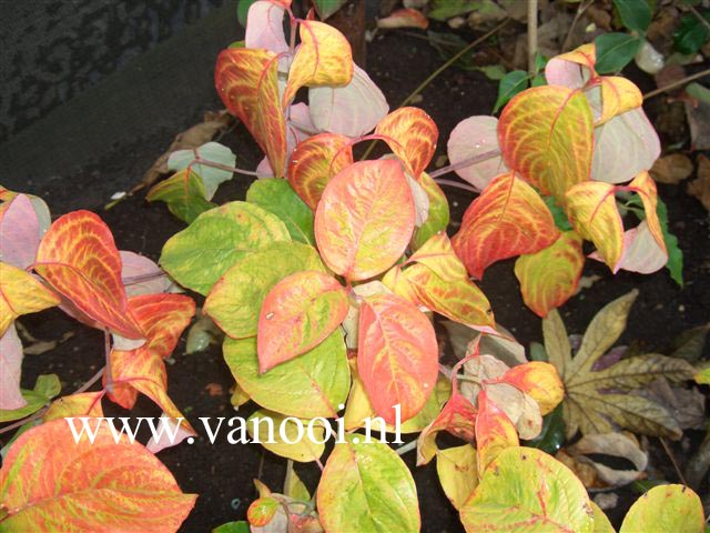 Cornus florida 'Autumn Gold'