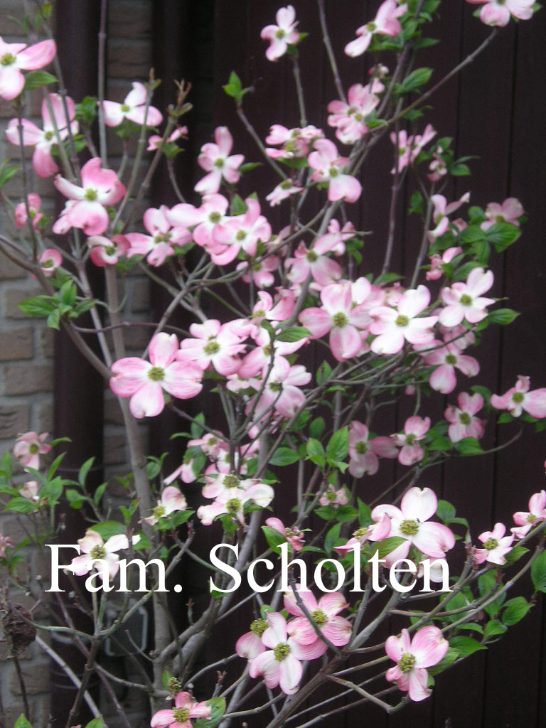 Cornus florida 'Cherokee Chief'