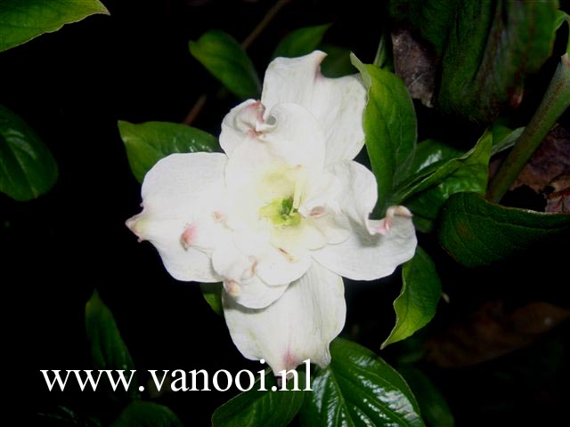 Cornus florida 'Eve Pride'