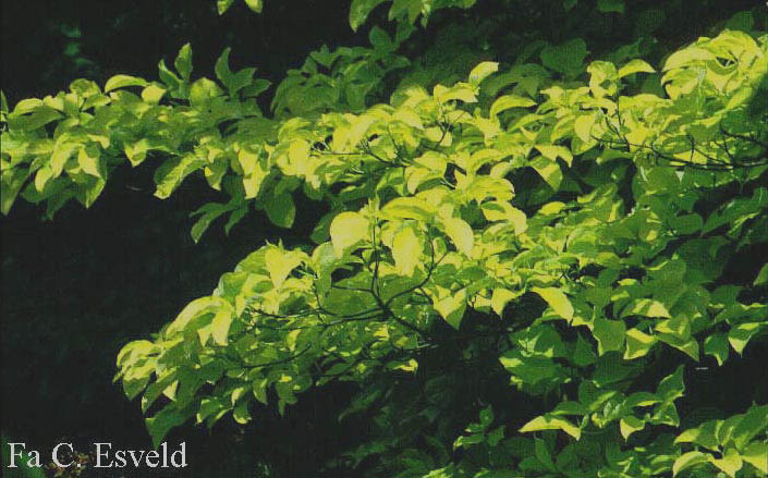 Cornus florida 'First Lady'