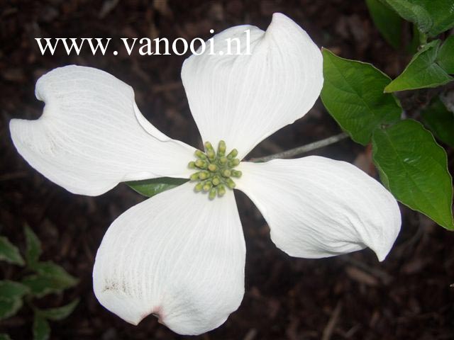 Cornus florida 'Green Glow'