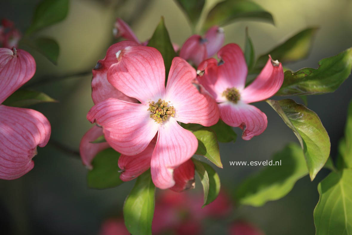 Cornus florida 'Red Giant'