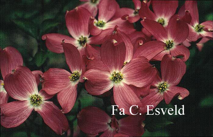 Cornus florida 'Royal Red'