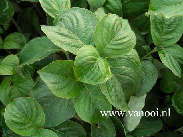 Cornus florida 'Suwanee Squat'