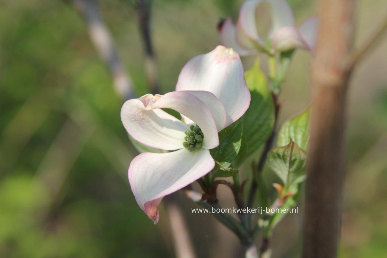 Cornus florida 'Welch's Junior Miss'