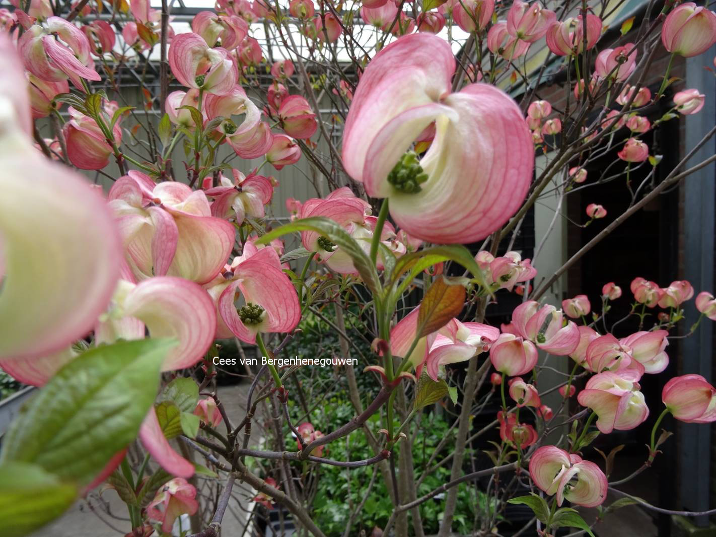Cornus florida pringlei