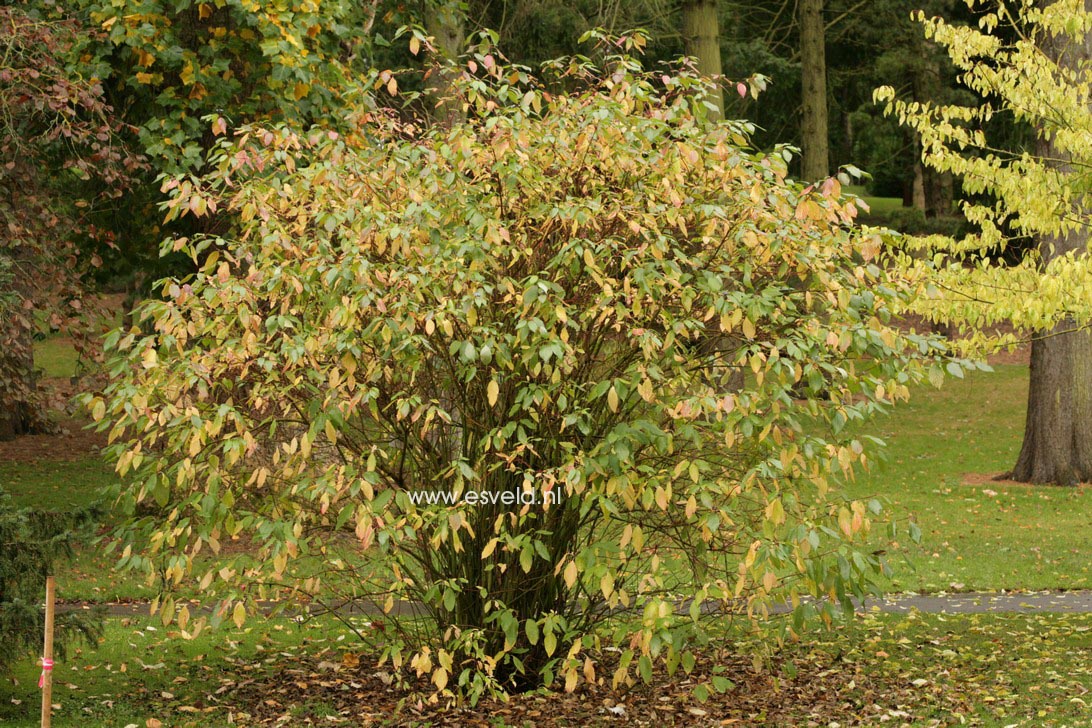 Cornus glabrata (36595)