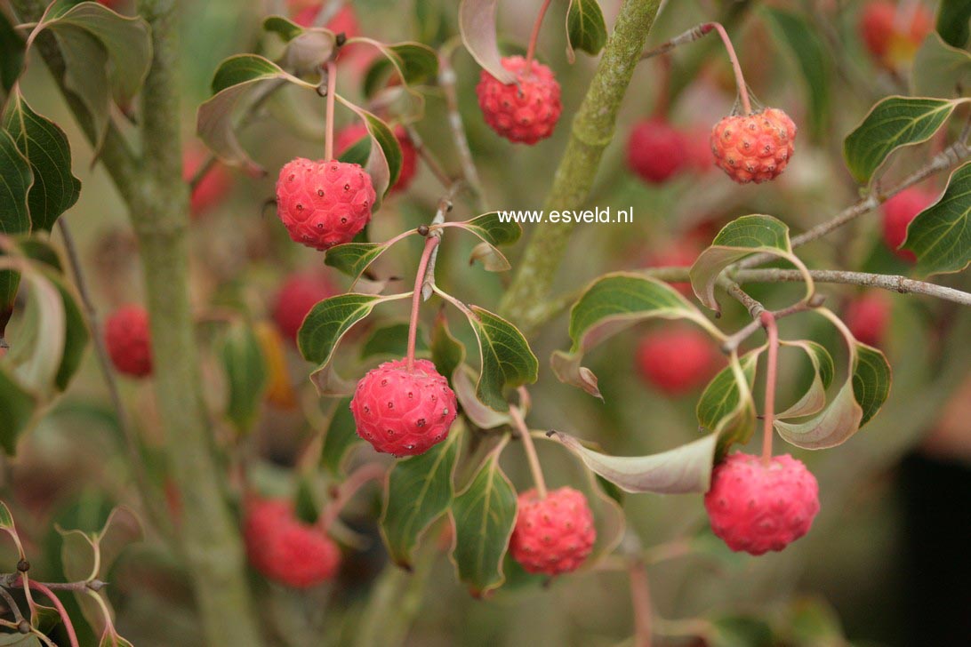 Cornus kousa 'All Summer'