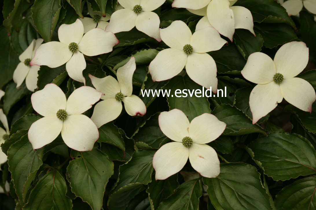 Cornus kousa 'Angyo Dwarf' Cornus kousa 'Angyo Dwarf'