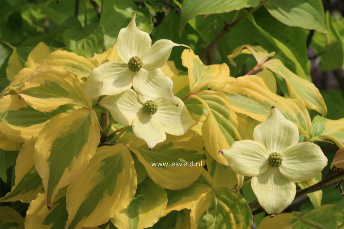 Cornus kousa 'Annelies'