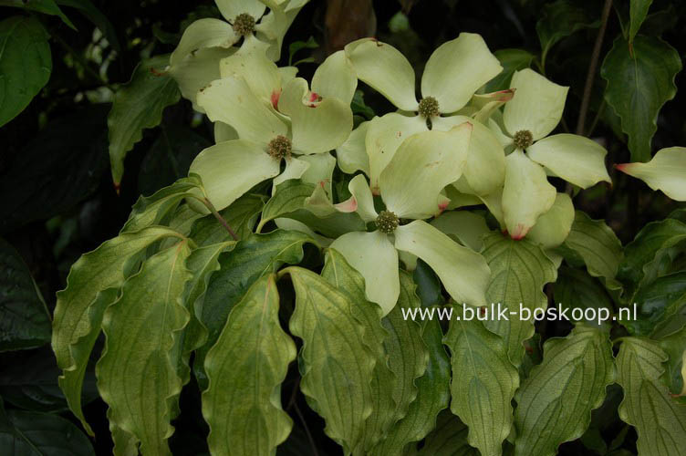Cornus kousa 'Autumn Rose'