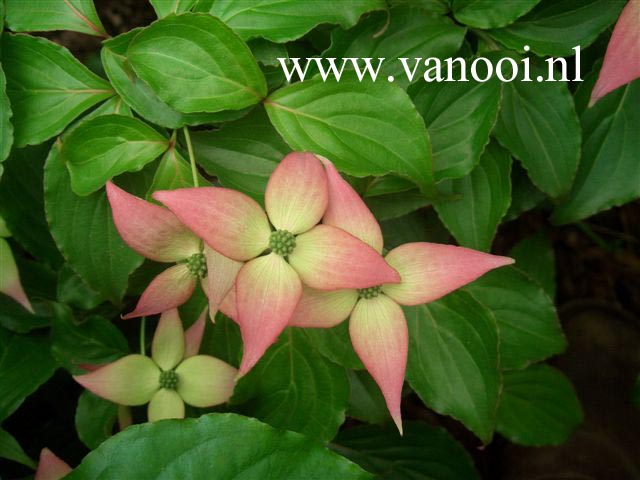 Cornus kousa 'Beni Fuji'