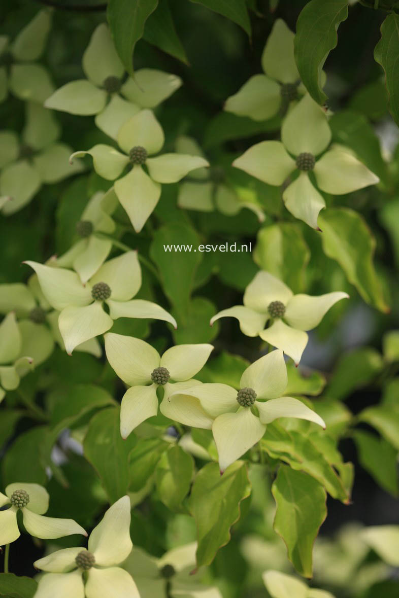 Cornus kousa 'Bodnant'