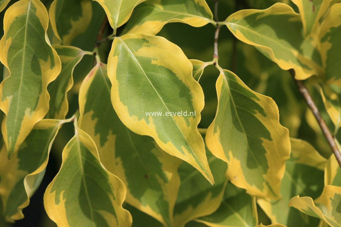 Cornus kousa 'Bonfire'