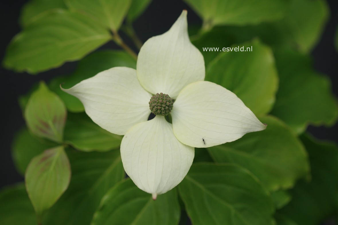 Cornus kousa 'Bultinck's Beauty'