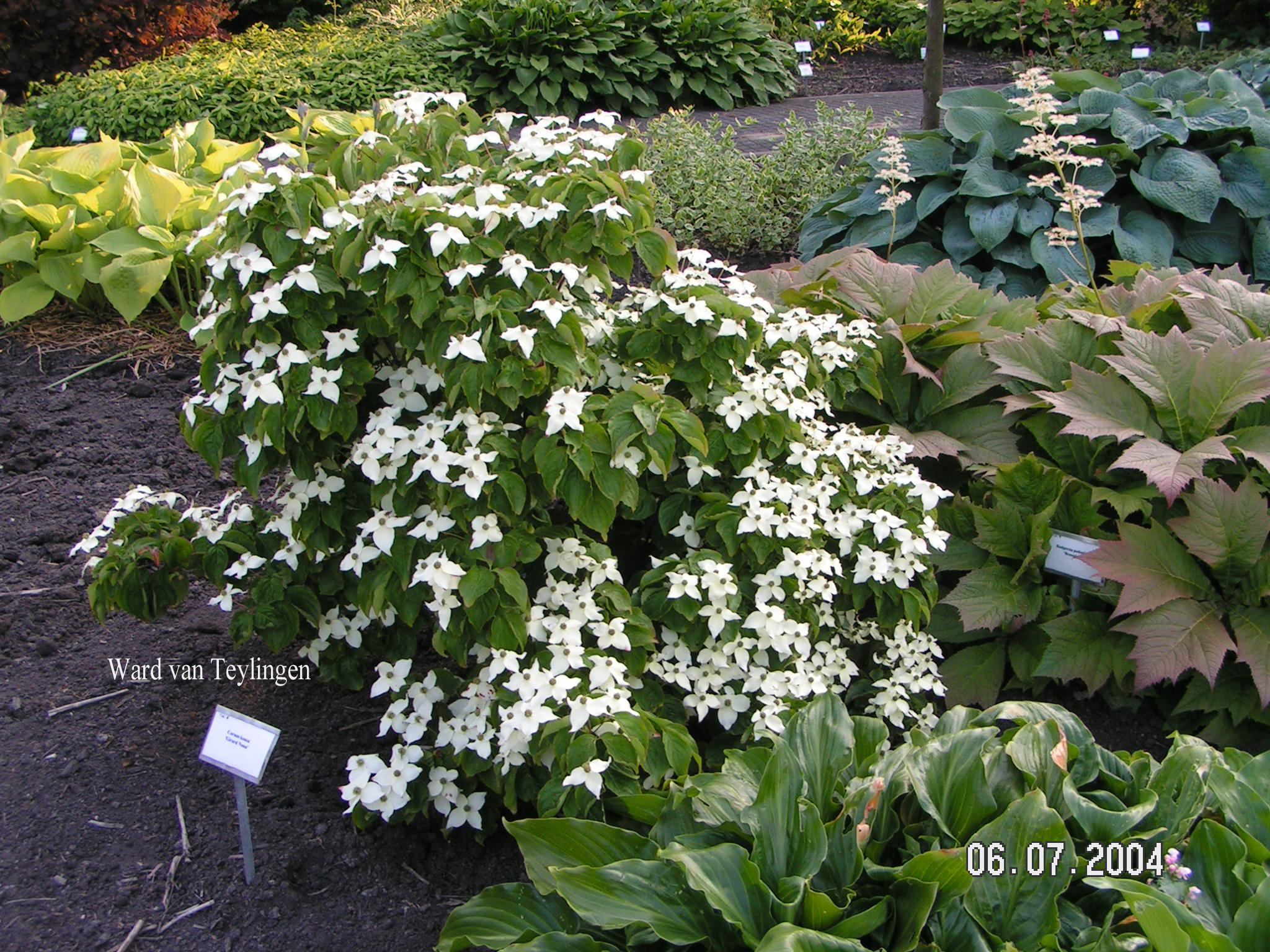 Cornus kousa 'Girard's Dwarf'