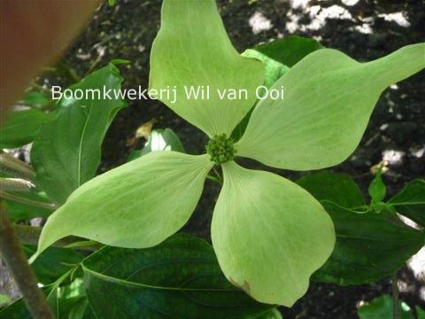 Cornus kousa 'Greensleeves'