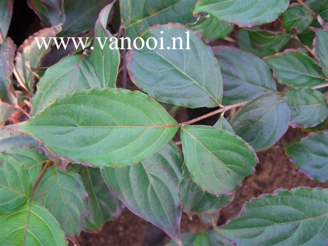 Cornus kousa 'Highland'