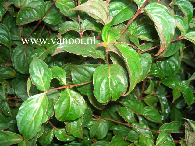 Cornus kousa 'Its no mine' Cornus kousa 'Its no mine'