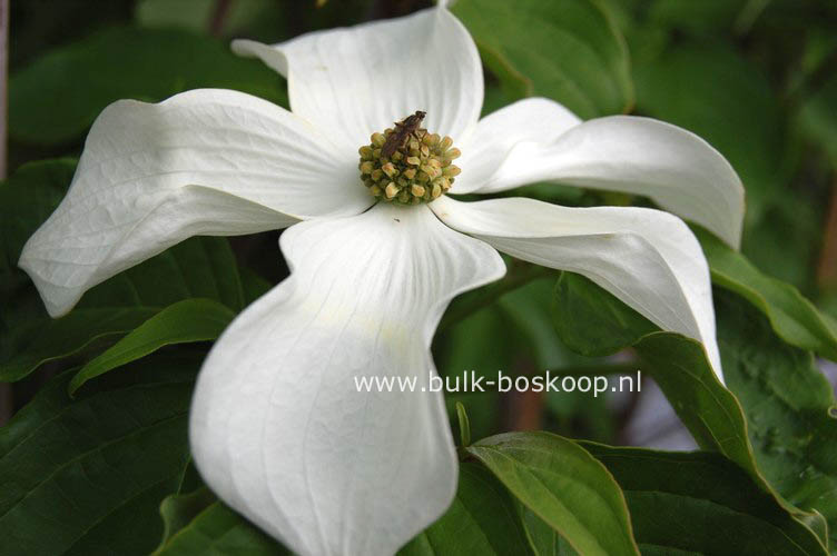 Cornus kousa 'KN4-43' (STARLIGHT)