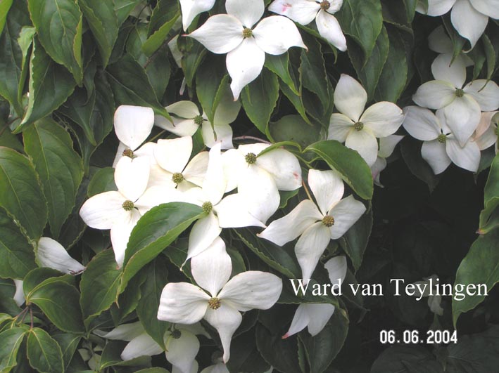 Cornus kousa 'Lustgarten Weeping'