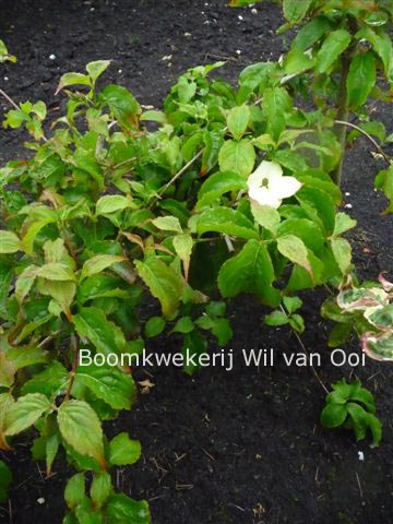 Cornus kousa 'Pendula'