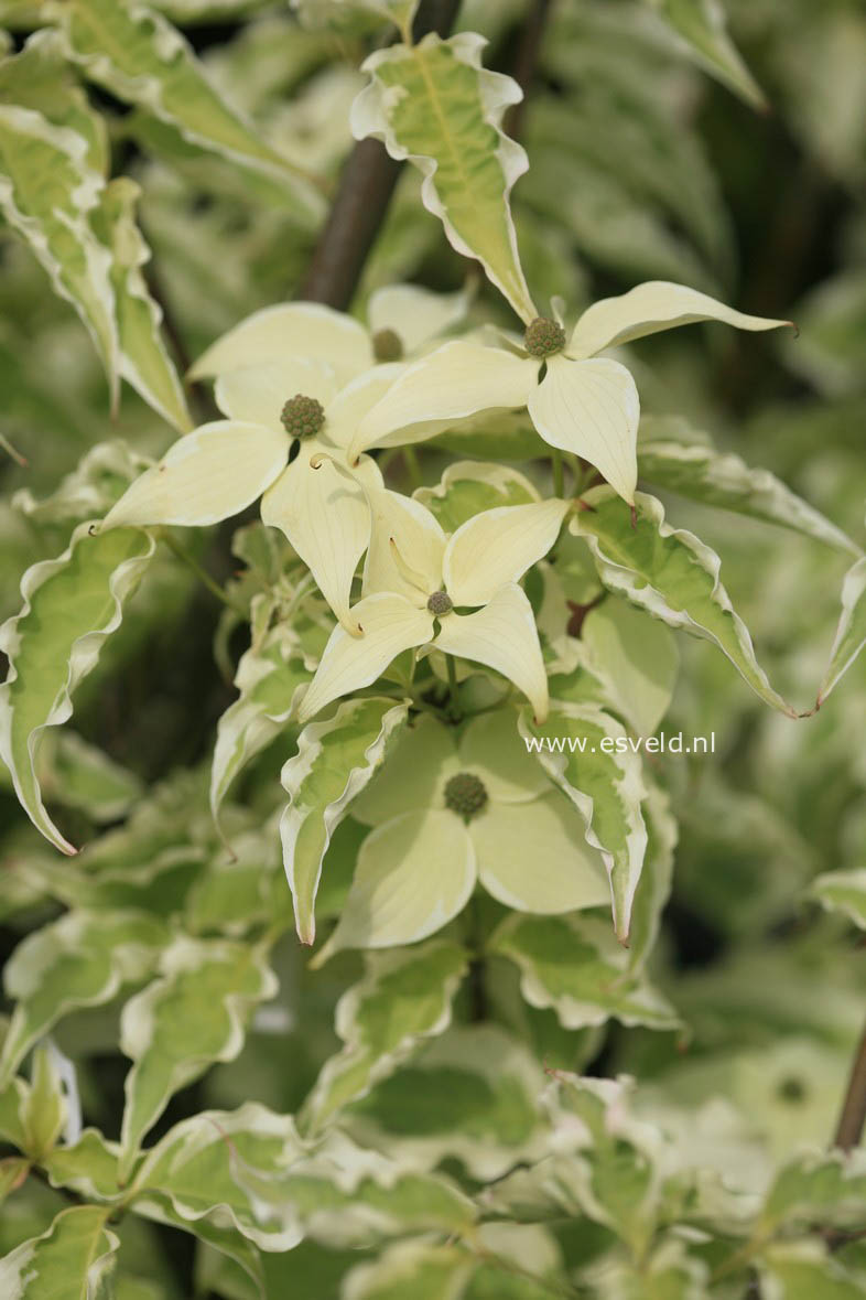 Cornus kousa 'Peve Limbo'