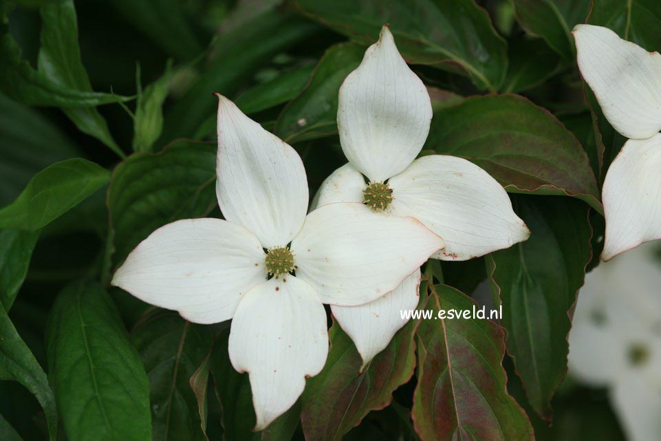 Cornus kousa 'Pollywood'