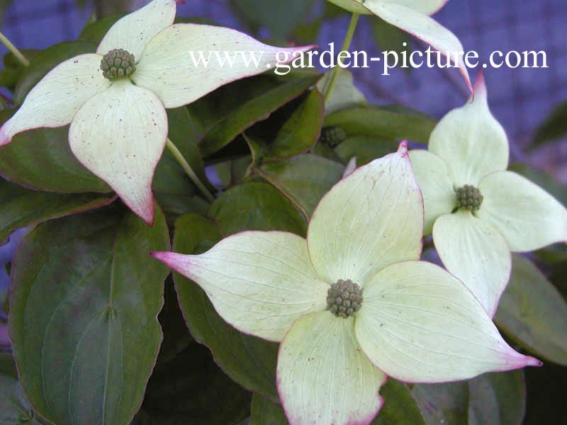 Cornus kousa 'Rasen'