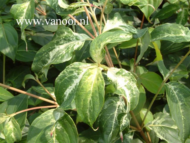 Cornus kousa 'Robert's Selectie'