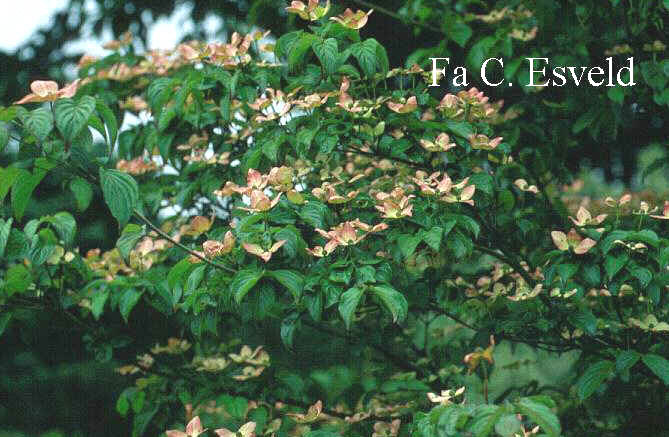 Cornus kousa 'Satomi'