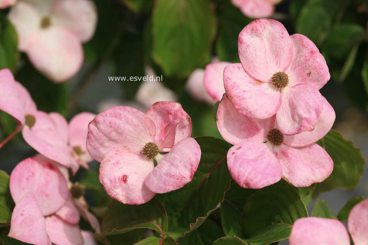 Cornus kousa 'Schmred' (HEART THROB)