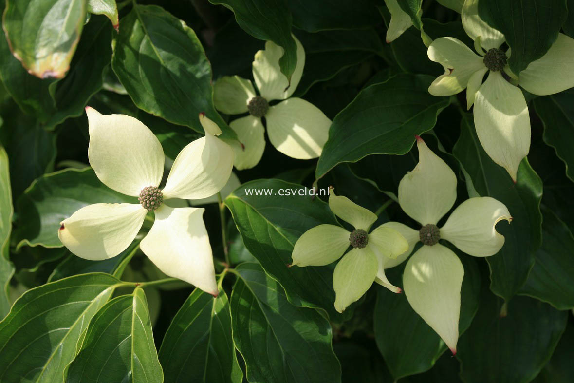Cornus kousa 'Snowflake'