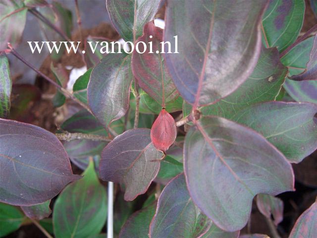 Cornus kousa 'Southern Cross'