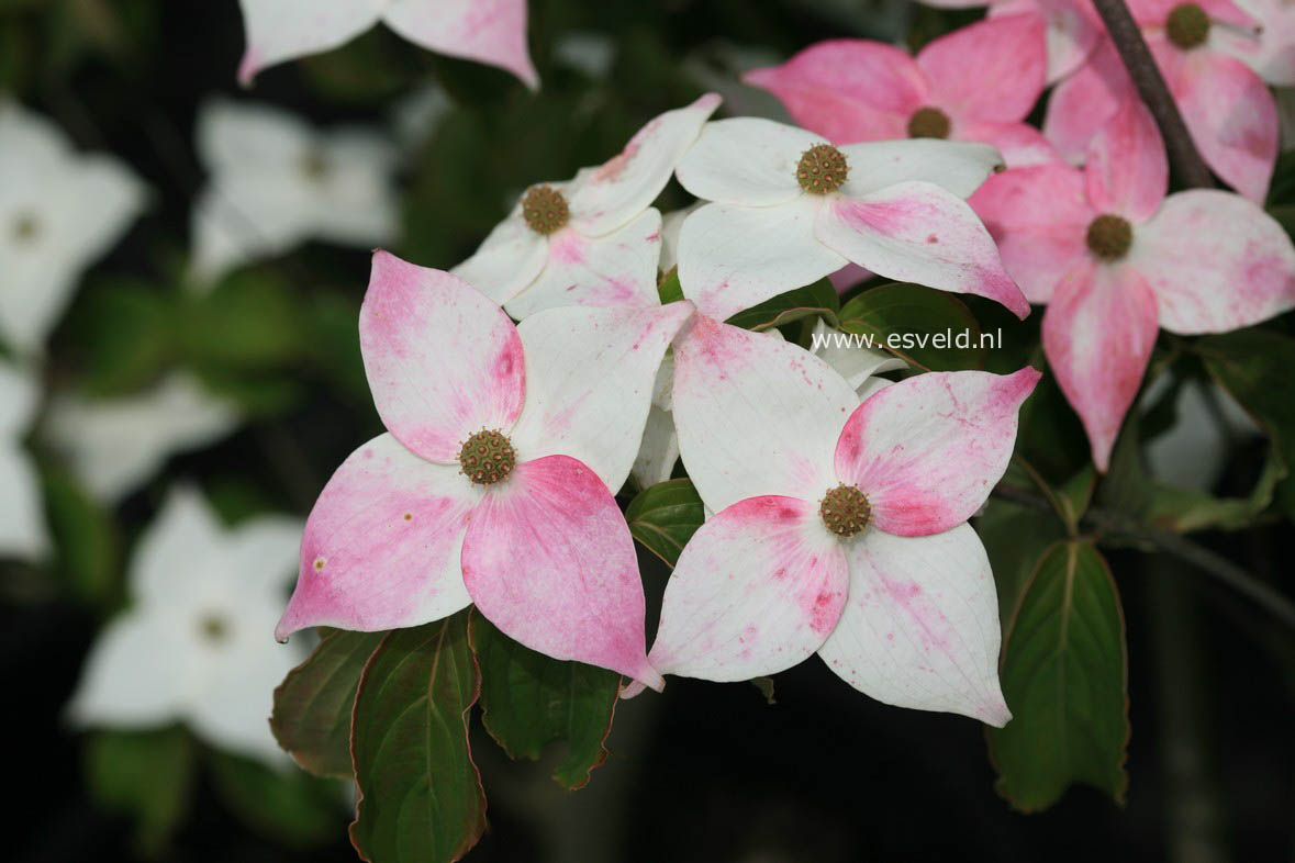 Cornus kousa 'Square Dance'