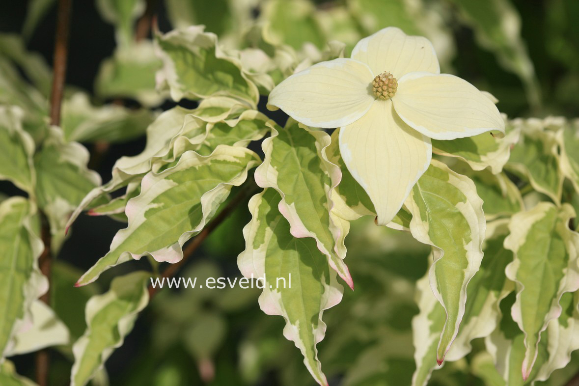 Cornus kousa 'Summer Games'