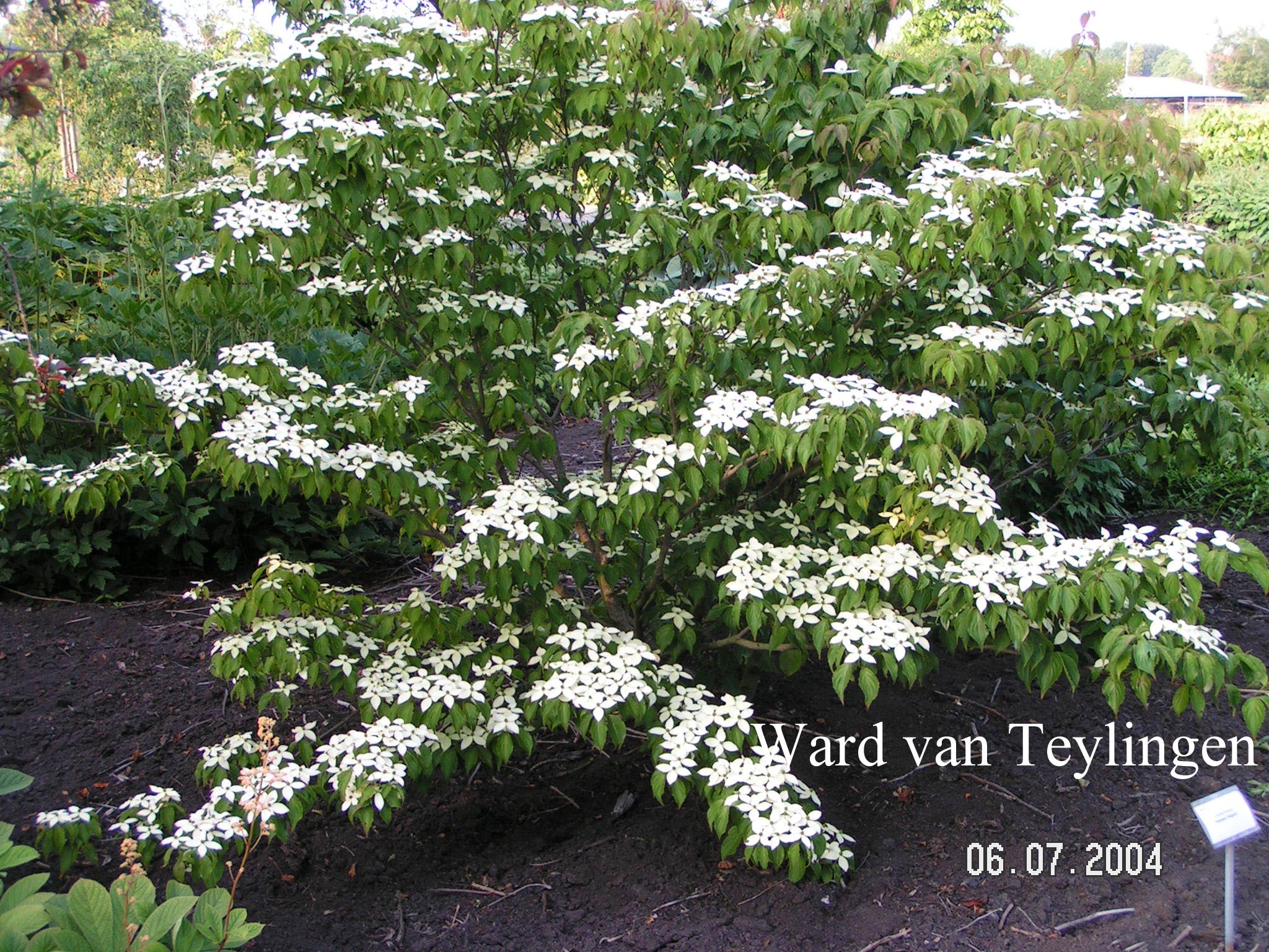 Cornus kousa 'Summer Majesty' (84066)