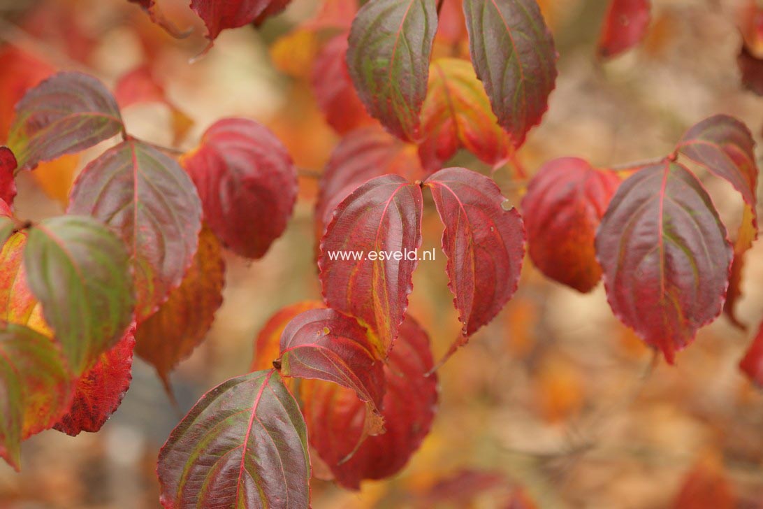 Cornus kousa 'Summer Stars'