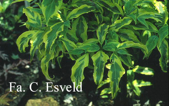 Cornus kousa 'Sunsplash'