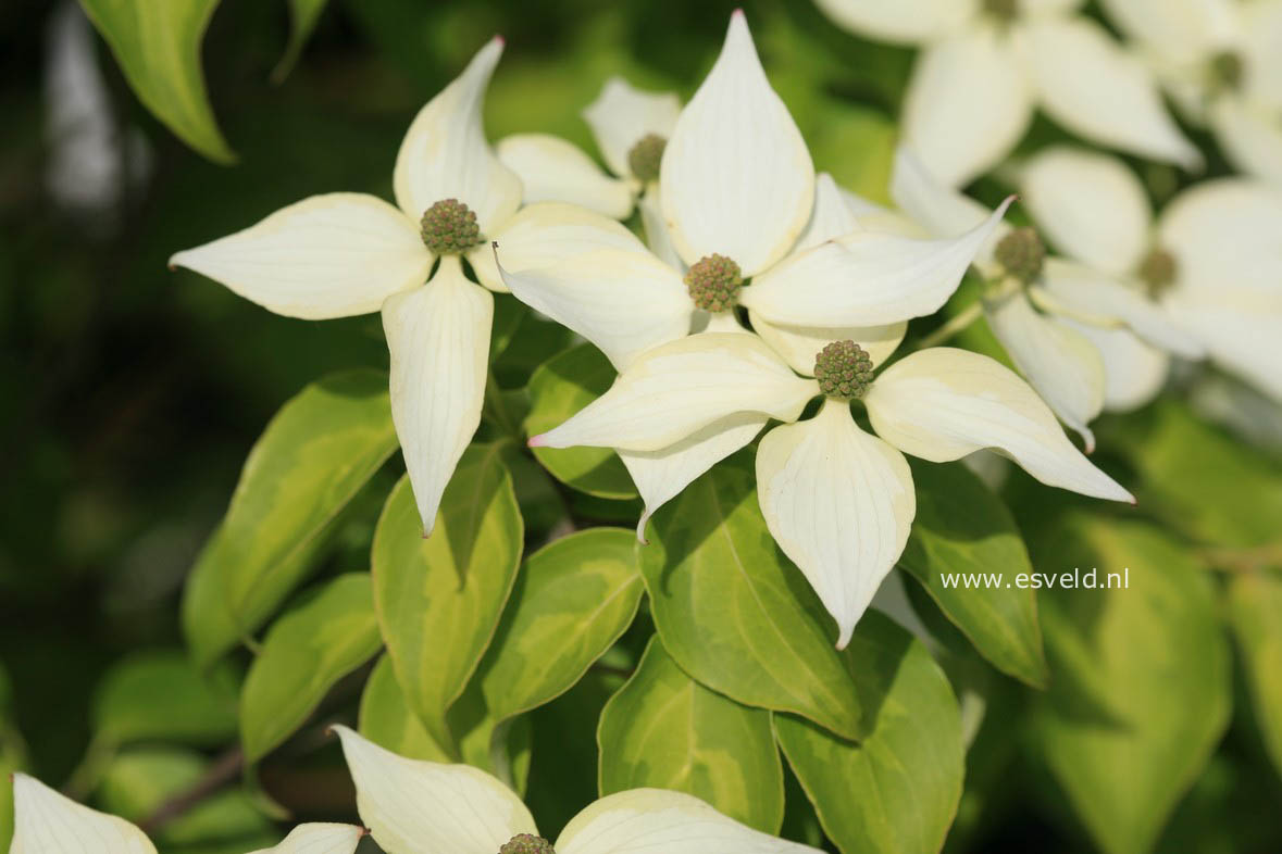 Cornus kousa 'Temple Jewel'