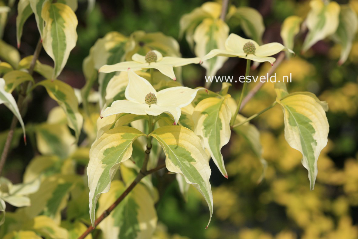 Cornus kousa 'Tri-Splendor'
