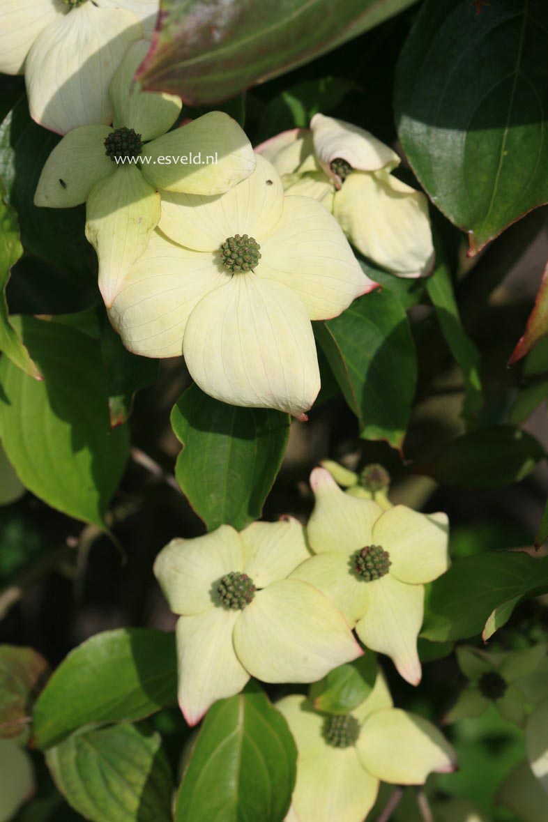 Cornus kousa 'Weberi'